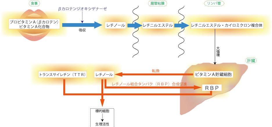 ビタミンＡ、視力、胎児奇形、体質改善
