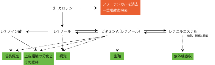 ビタミンＡ、紫外線、抗酸化作用、体質改善